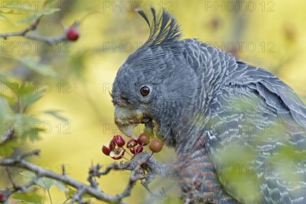 Gang-gang Cockatoo (Callocephalon fimbriatum) female feeding on berries of hawthorn, Victoria,