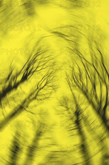 Blurred silhouettes of tree branches create an abstract, distorted effect against a bright yellow