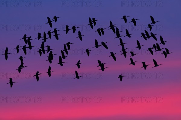 Sicklebird, Black Ibis, Plegadis falcinellus, Lesvos, Greece