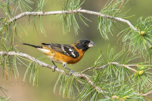 Black-headed Grosbeak Pheucticus melanocephalus Santa Rita Mountains, Santa Cruz County, ARIZONA,