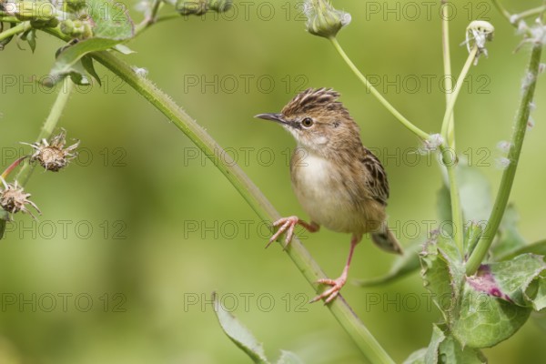 Zitting Cisticola - Zistensänger - Cisticola juncidis ssp. cisticola, Morocco