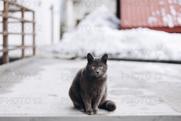 A dark domestic cat sits attentively on a concrete surface outside a house, with snowy surroundings