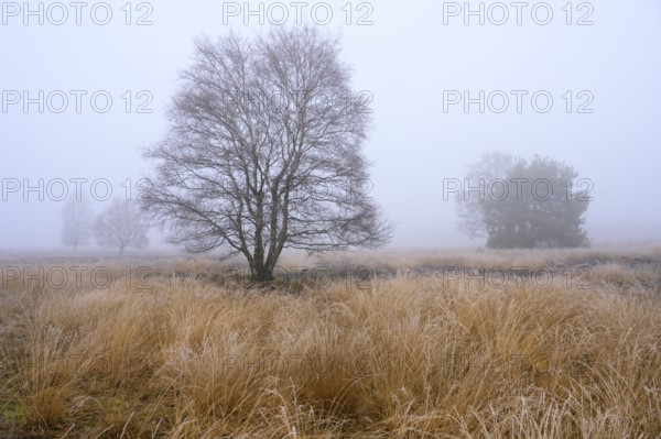 Birches in winter Rehdener Geestmoor in fog, Diepholzer Moorniederung, Rehden, Lower Saxony,
