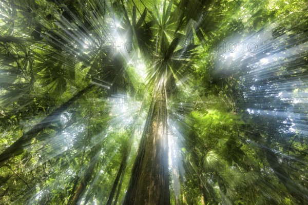 Rainforests are driven by the struggle for light. With such profuse growth, every plant is trying