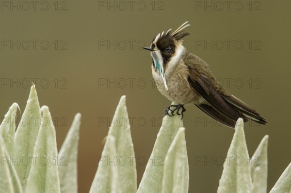 Green-bearded Helmetcrest (Oxypogon guerinii) perched on a branch in the Andes mountains in