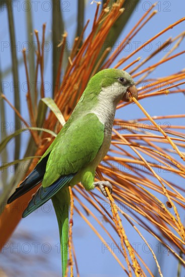 Monk parakeet (Myiopsitta monachus), Conure veuve, Cotorra argentina, Fuerteventura, Canary