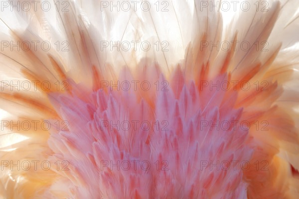 An intricate close-up of the vibrant nuptial plumage of a pink flamingo captured in the French