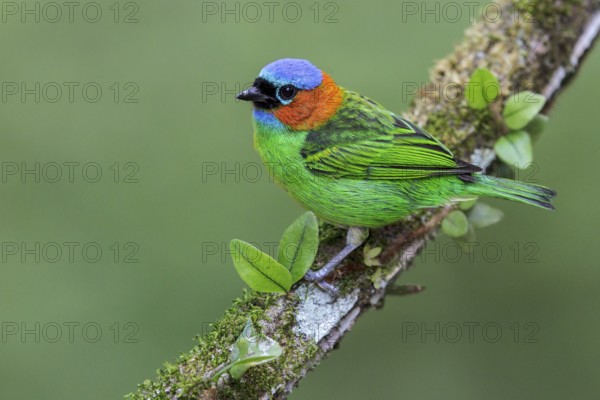 Red-necked Tanager (Tangara cyanocephala) perched on a branch in the Atlantic rainforest of