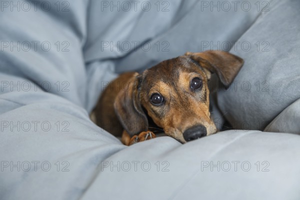 A cute Dachshund puppy with a glossy brown coat lying cozily among soft grey been bag, looking