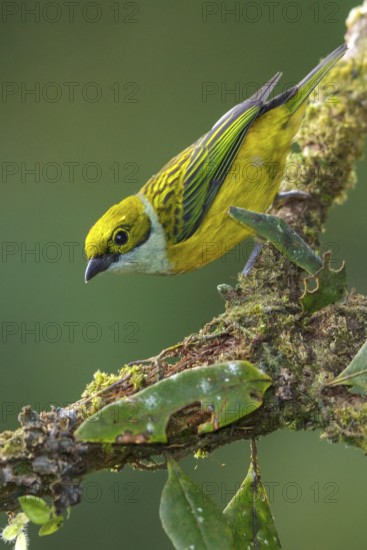 Silver-throated Tanager (Tangara icterocephala) perched on a branch in the mountains of Colombia,