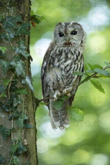 Tawny owl (Strix aluco) sitting on a branch in the forest, Vechta, Lower Saxony, Germany