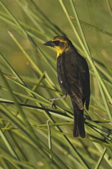 Yellow-headed Blackbird (Xanthocephalus xanthocephalus), Arizona, USA