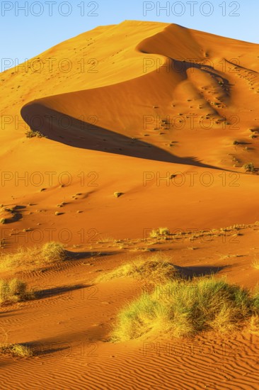 Wind-sculpted curved sand dunes with green vegetation, in the Rub al Khali desert, Dhofar province,