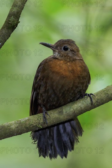 Rufous-breasted Leaftosser (Sclerurus scansor) perched on a branch in the Atlantic rainforest of