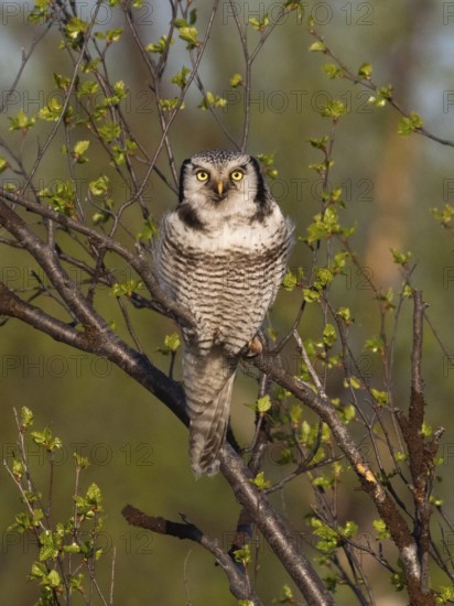 Hawk Owl (Surnia ulula), adult male, perched in a Hairy Birch tree (Betula pubescens), May, Finnish