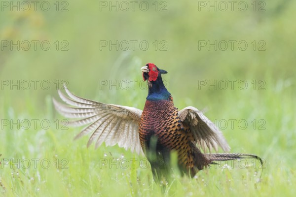 Fasan (Phasianus colchicus) Common Pheasant
