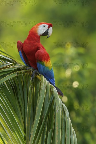 Scarlet Macaw (Ara macao) perched on a branch in the rainforest of Guyana