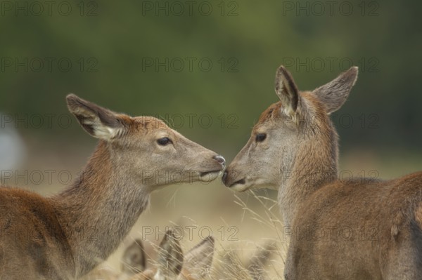 Red deer (Cervus elaphus) two adult female animal hinds interacting together, England, United