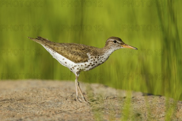 Spotted Sandpiper Actitis macularius east of Beaver, Utah, United States 4 July Adult in breeding