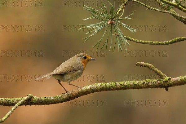 European Robin (Erithacus rubecula), Utrecht, Netherlands