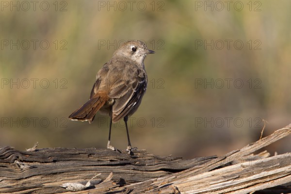 Southern Scrub Robin (Drymodes brunneopygia), Victoria, Australia