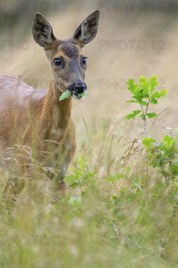 Female roe deer (Capreolus capreolus) in a meadow, grazing on a leaf, feeding, browsing, Vechta,