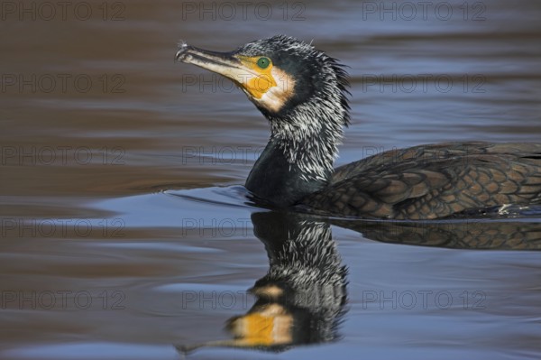 Great Cormorant (Phalacrocorax carbo), Rhineland-Palatinate, Germany