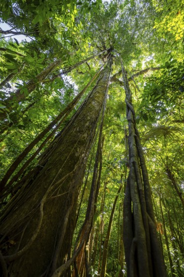 Dense vegetation in the tropical rainforest, roots of a strangler fig on a tree, view upwards,