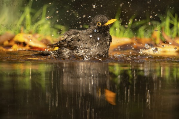 A vibrant image capturing a male blackbird (Turdus merula) mid-bath in a clear pond, with water