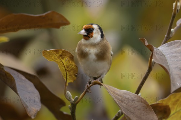 European goldfinch (Carduelis carduelis) adult bird in a garden magnolia tree with autumn colour