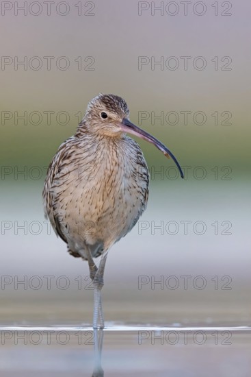 Eurasian curlew, curlew, (Numenius arquata), snipe family, biotope, habitat, food cue Salalah,