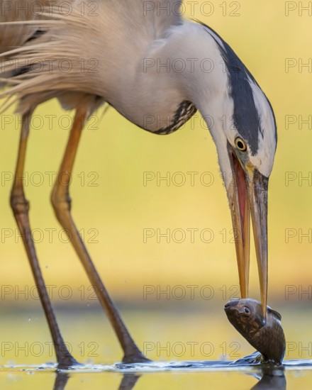 Grey heron (Ardea cinerea), also heron, hunting, fishing, with white fish as prey, sunrise, shallow