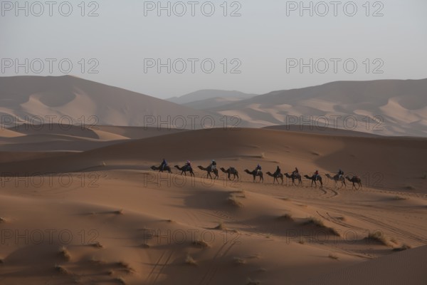 A caravan of camels journeys across expansive Merzouga desert dunes under the warm glow of the