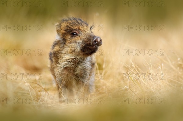 Portrait of wild pig, grass meadow. Young Wild boar, Sus scrofa, running in the grass meadow, red