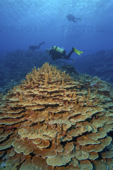Intact living colony of stony corals hard corals corals (Acropora) reef-building corals coral block