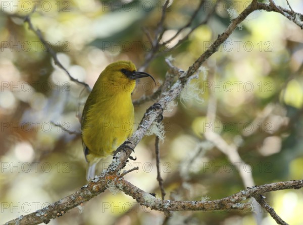 Akiapola'au, Hemignathus wilsoni, Endangered Hawaiian Honeycreeper