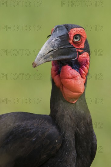 Southern Ground Hornbill (Bucorvus leadbeateri), Tarangire, Tanzania