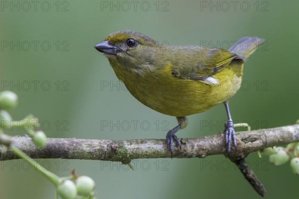 Violaceous Euphonia (Euphonia violacea) perched on a branch in the Atlantic rainforest of southeast