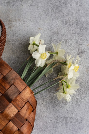From above, white daffodils gently lie next to a woven wicker basket on a textured gray background,