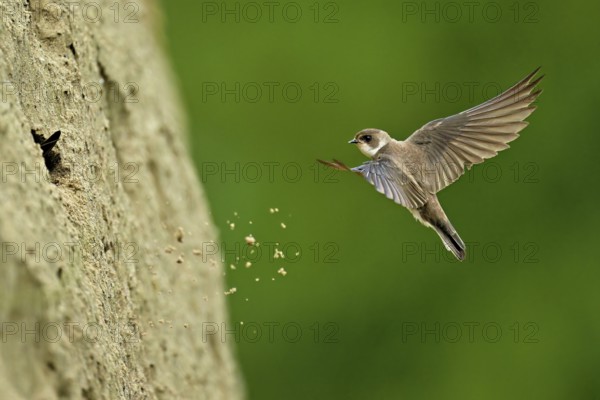 Sand martin (Riparia riparia), approaching the breeding tube, Reussegg nature reserve, Canton