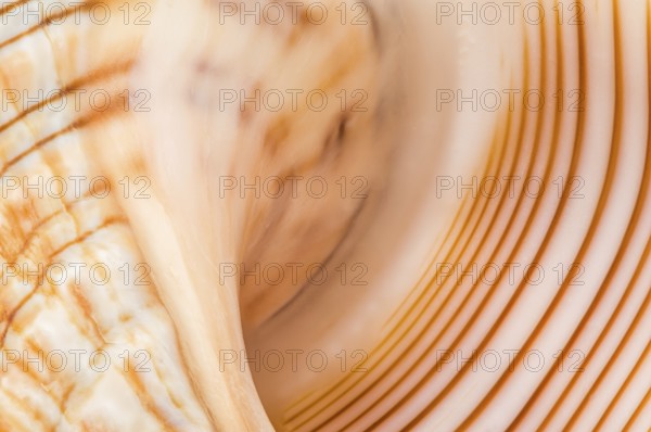 Macro shot of a Baby Striped Fox Shell, Fasciolaria trapezium, revealing its intricate orange and