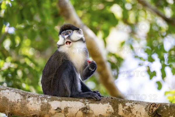 Red-tailed guenon or Congo white-nosed guenon (Cercopithecus ascanius schmidti), sitting on a tree,