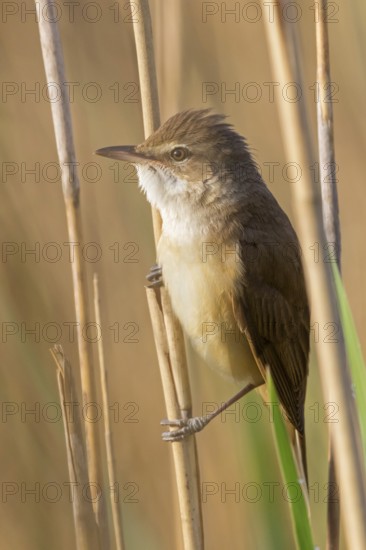 Reed warbler, (Acrocephalus arundinaceus), reedbed perch, biotope, habitat, animals, birds,