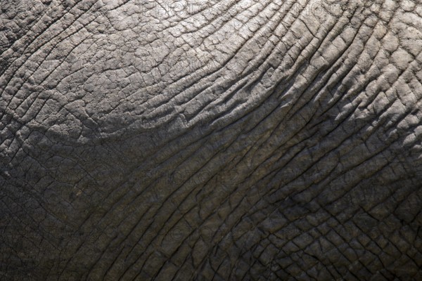 This image features a close-up view of the textured skin of an elephant, highlighting the intricate