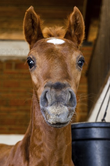 A close up image of a young foal with bright eyes in a stable, capturing its curious and gentle