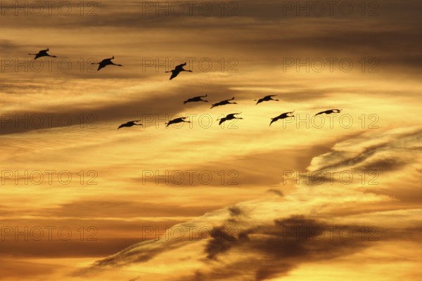 Common Crane (Grus grus), Mecklenburg-Western Pomerania, Germany