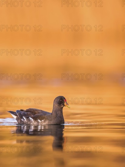 Common Moorhen (Gallinula chloropus), Rhineland-Palatinate, Germany