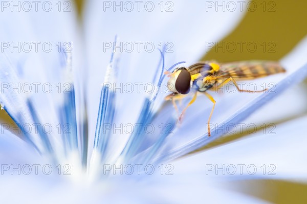 Marmalade hoverfly (Episyrphus balteatus) in Chicory (Cichorium intybus), North Hesse, Hesse,