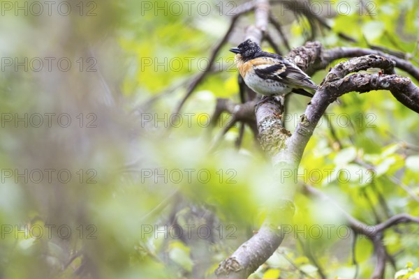 Mountain finch (Fringilla montifringilla) Male sitting on the branch of a bog birch, Inari,