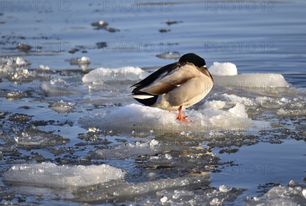 Mallards (Anas platyrhynchos) sitting on ice on the frozen Elbe near Geesthacht,
